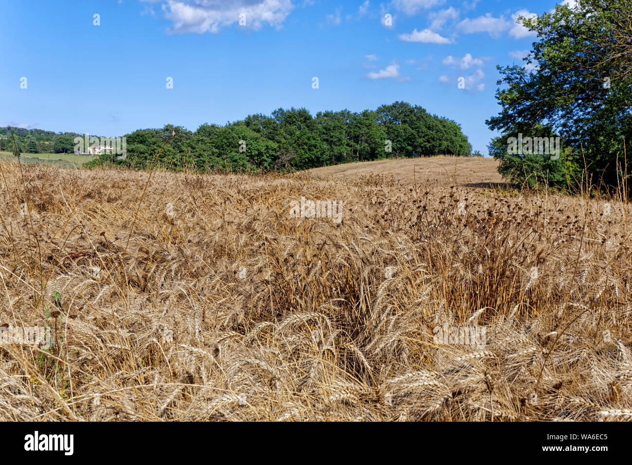 Weizenfelder in Umbrien, Italien Stockfoto
