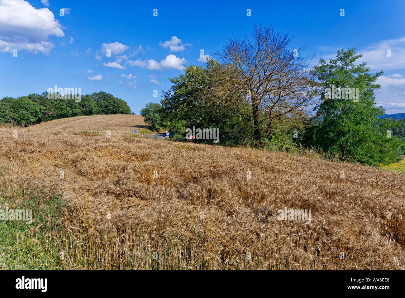 Weizenfelder in Umbrien, Italien Stockfoto
