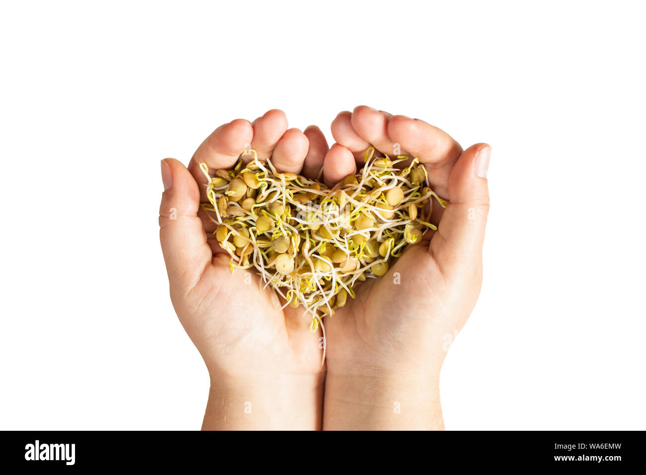 Weibliche Hände halten microgreen Linsen Sprossen in Herzform. Isolierte Bild auf weißem Hintergrund. Stockfoto