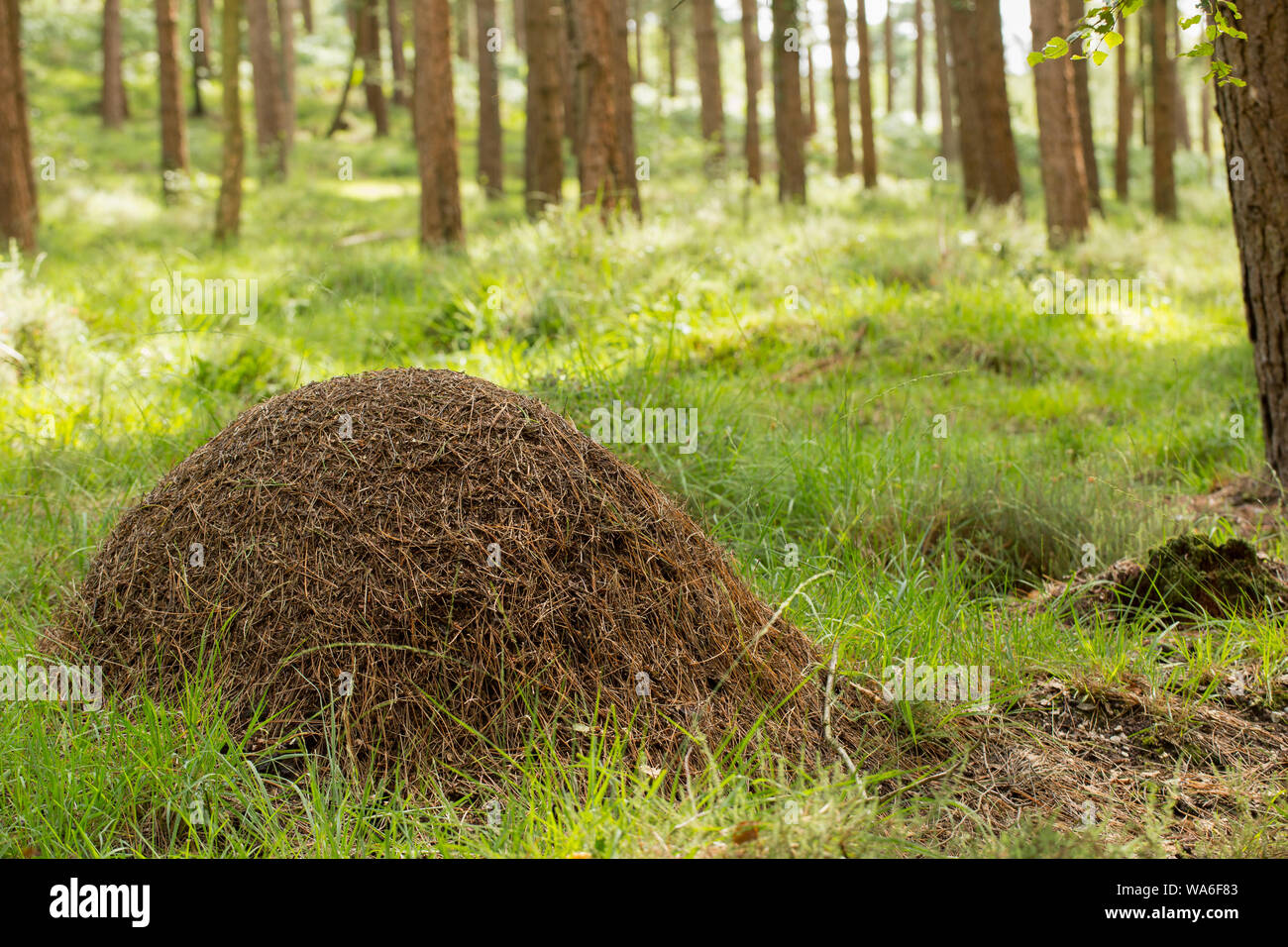 Ein Nest der Waldameise, Formica Rufa, in den herbstlichen Wald im New Forest in Hampshire England UK GB. Die Ameisen sind auch als südliche Holz eine bekannt Stockfoto