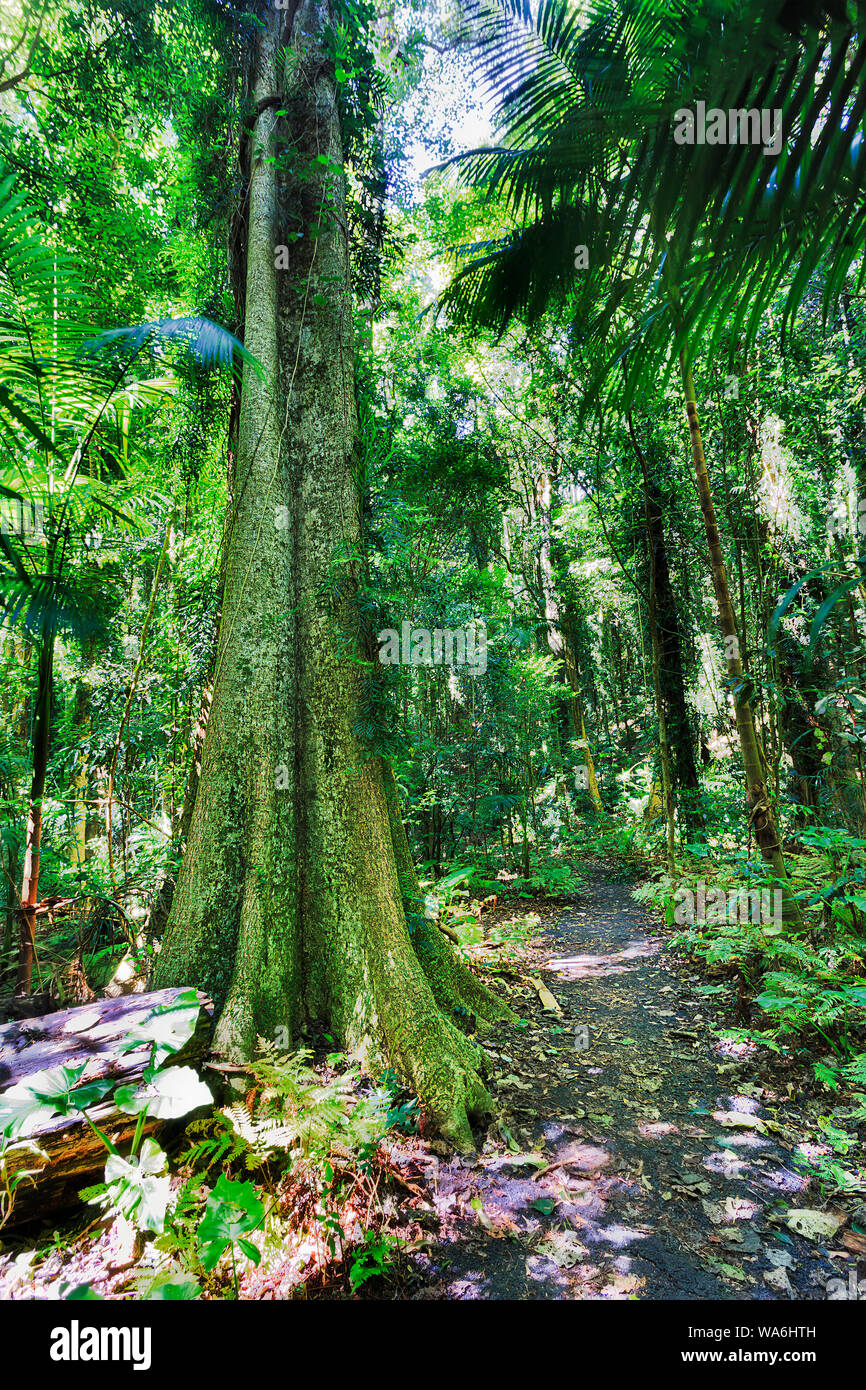 Üppige immergrüne Vordach von dichten Regenwald im Dorrigo Nationalpark rund um Walking Track für Touristen an einem sonnigen Tag mit hohen Bäumen wachsenden Sk Stockfoto