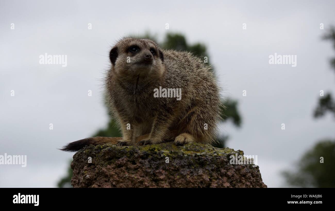 Erdmännchen im Longleat Safari Park Stockfoto