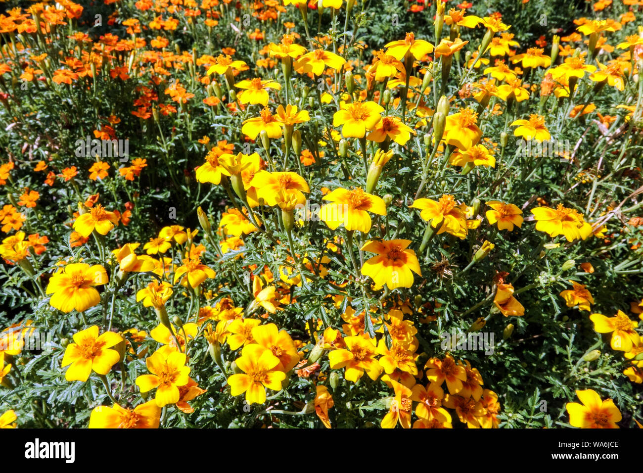Signet Ringelblume, Tagetes tenuifolia Stockfoto