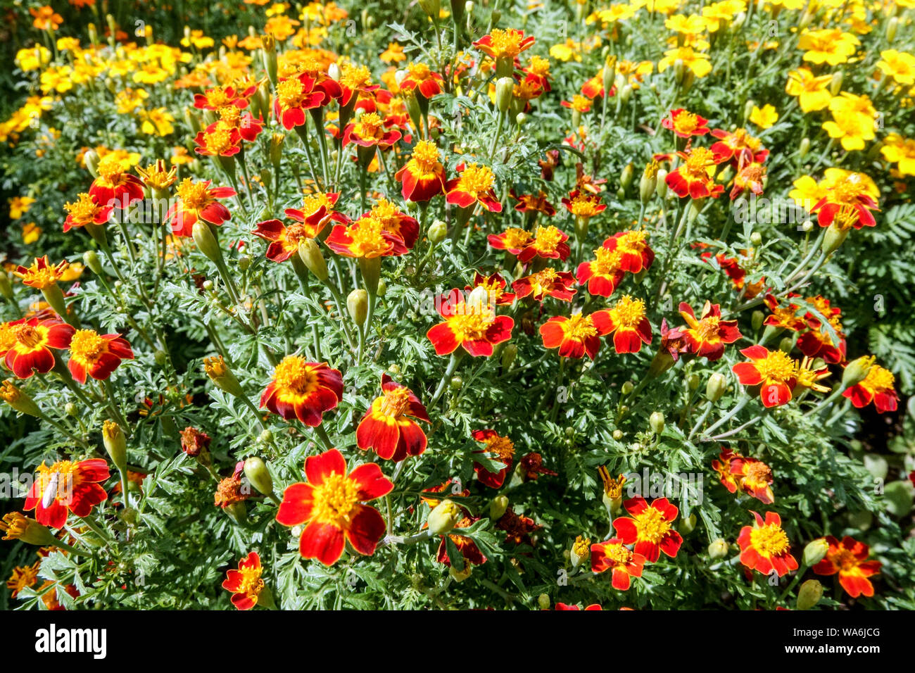 Signet Ringelblume, Tagetes tenuifolia Stockfoto