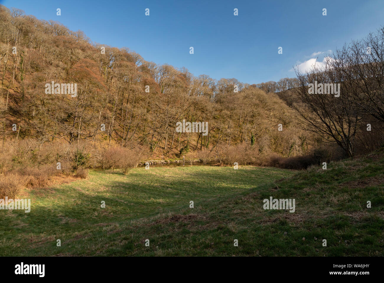 Weiden und Wäldern im Tal in Barle Tarr Schritte woodland NNR, Exmoor, West Somerset. Stockfoto