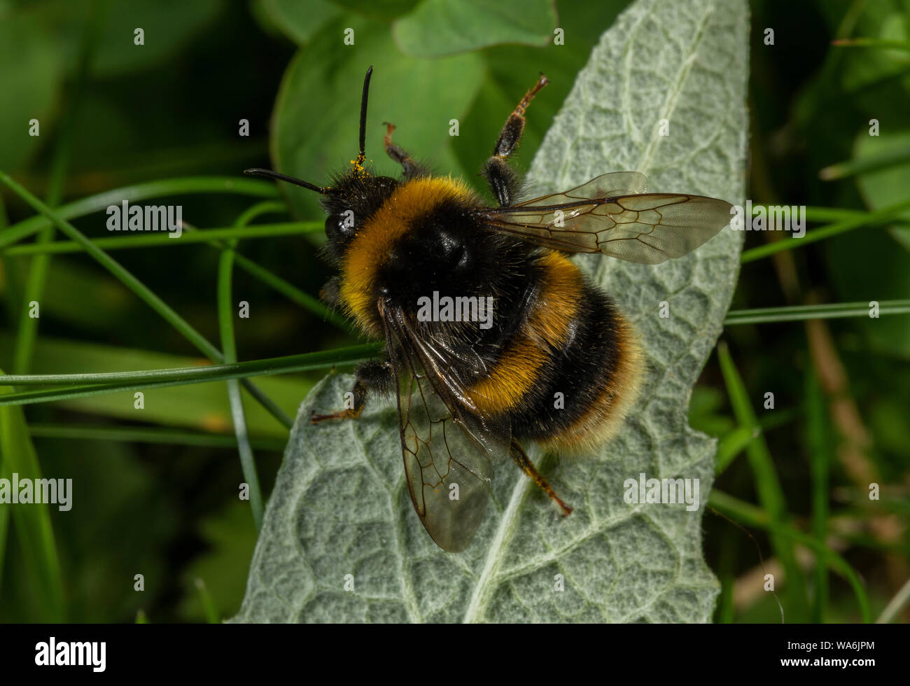 Queen Buff-tailed Hummel, Bombus terrestris, im Frühling. Dorset. Stockfoto