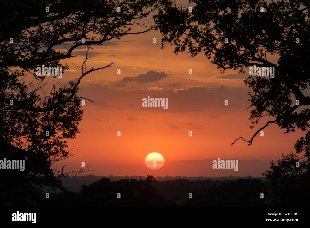 Sonnenuntergang über Bäume in Warwickshire, Großbritannien Stockfoto