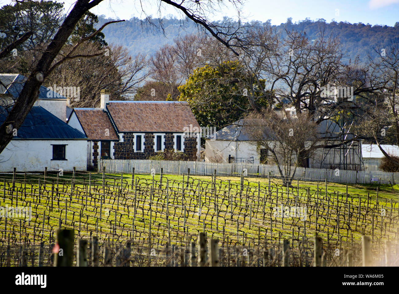 Geistig Haus Immobilien & Lodge mit Weinberg im Vordergrund, Hadspen Tasmanien, Australien Stockfoto