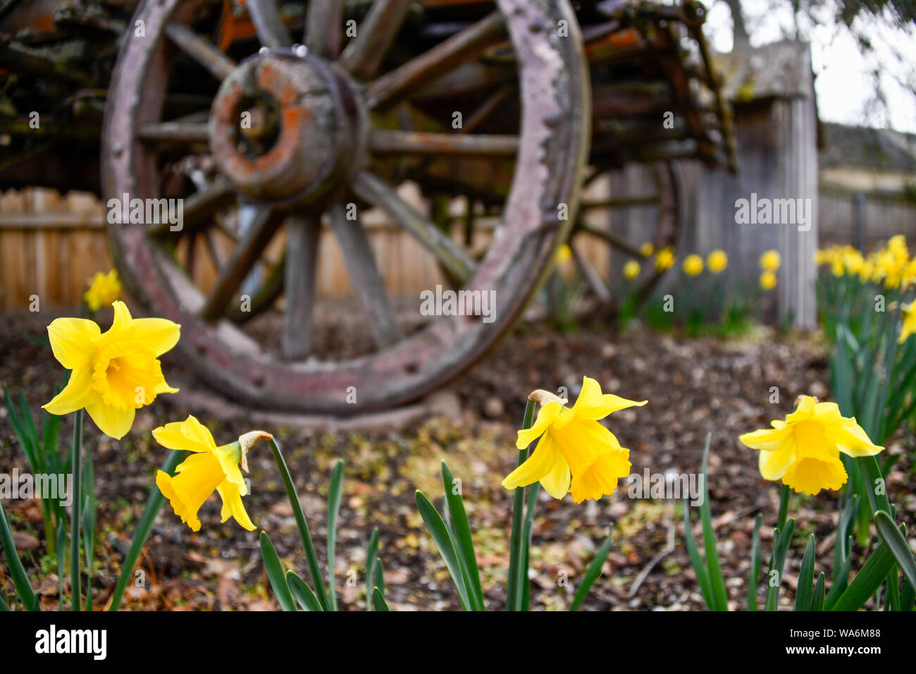 Narzissen wachsen im Park mit alten Wagen und Rad mit Kabine im Hintergrund Stockfoto