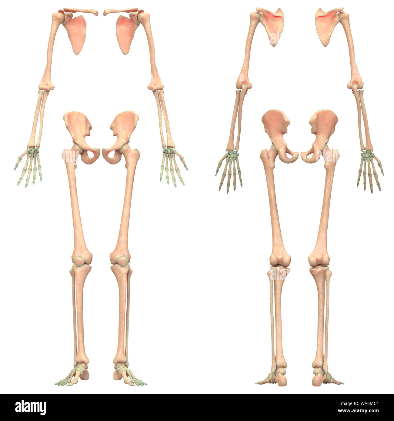 Menschliches Skelett System Appendicular Skelett Anatomie Stockfoto