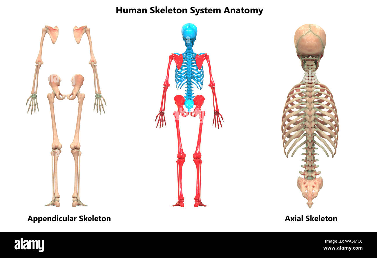Menschliches Skelett System Appendicular und axiale Anatomie posterioren Anzeigen Stockfoto