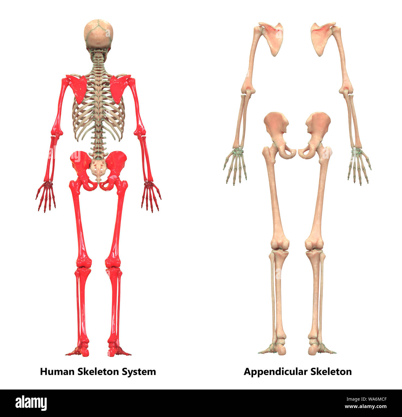 Menschliches Skelett System Appendicular Skelett Anatomie Stockfoto