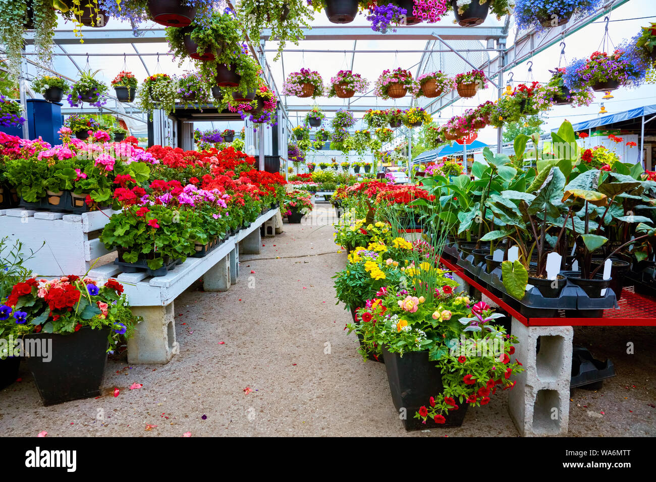 Bunte Blumen Und Pflanzen Fur Den Garten In Einem Gewachshaus Blumenmarkt Stockfotografie Alamy