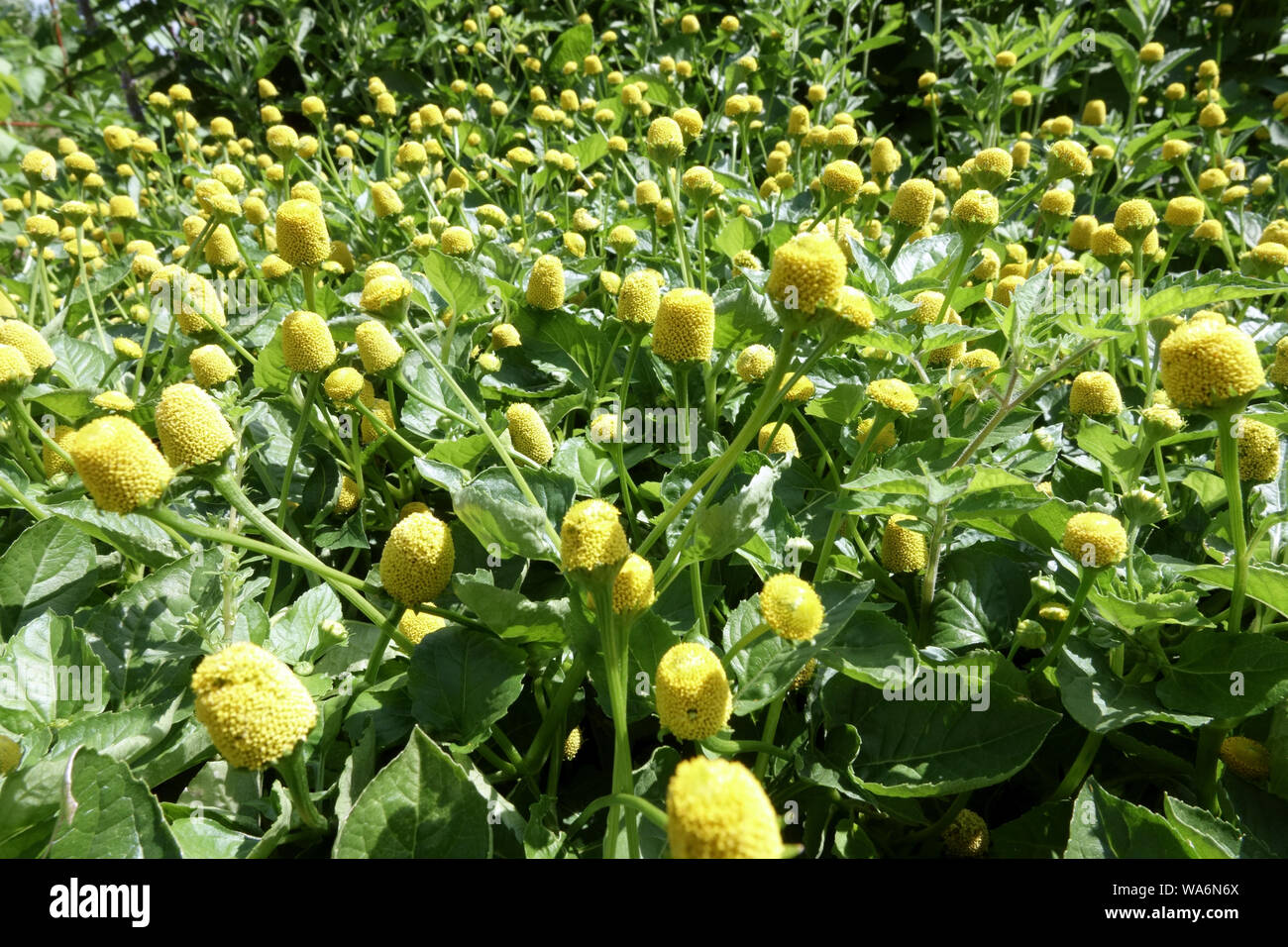Zahnschmerzpflanze Spilanthes Acmella oleracea 'Lemon Drops' Gartenkraut Heilpflanze Stockfoto