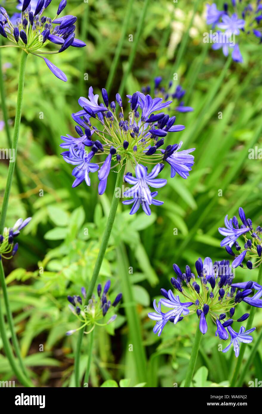 Agapanthus Northern Star. Stockfoto