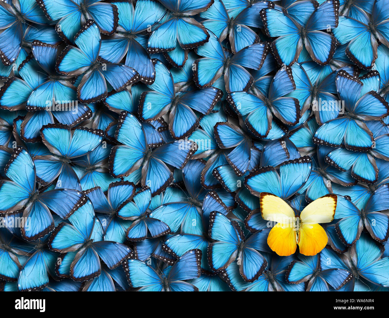 14 " Blau Morpho Schmetterling Handpuppe Np8244 ~ USA Sonnig Handpuppe 