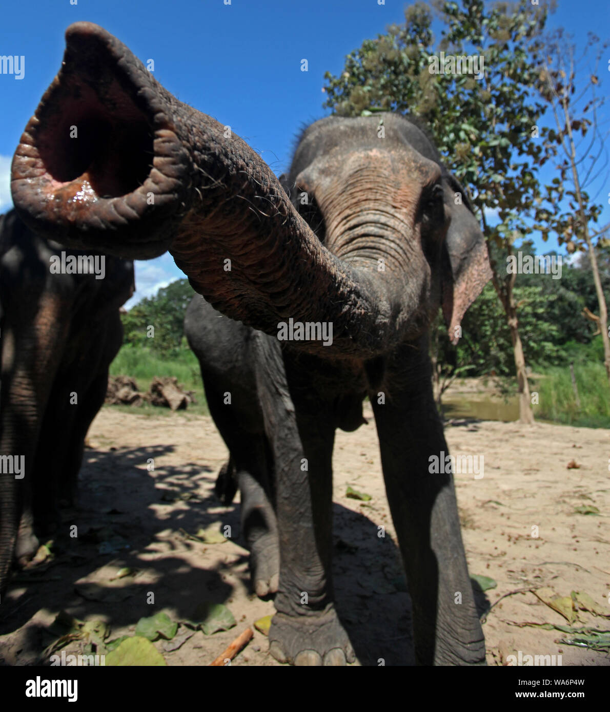 Eine gerettete Elefanten im Changmai Elephant Sanctuary. Stockfoto