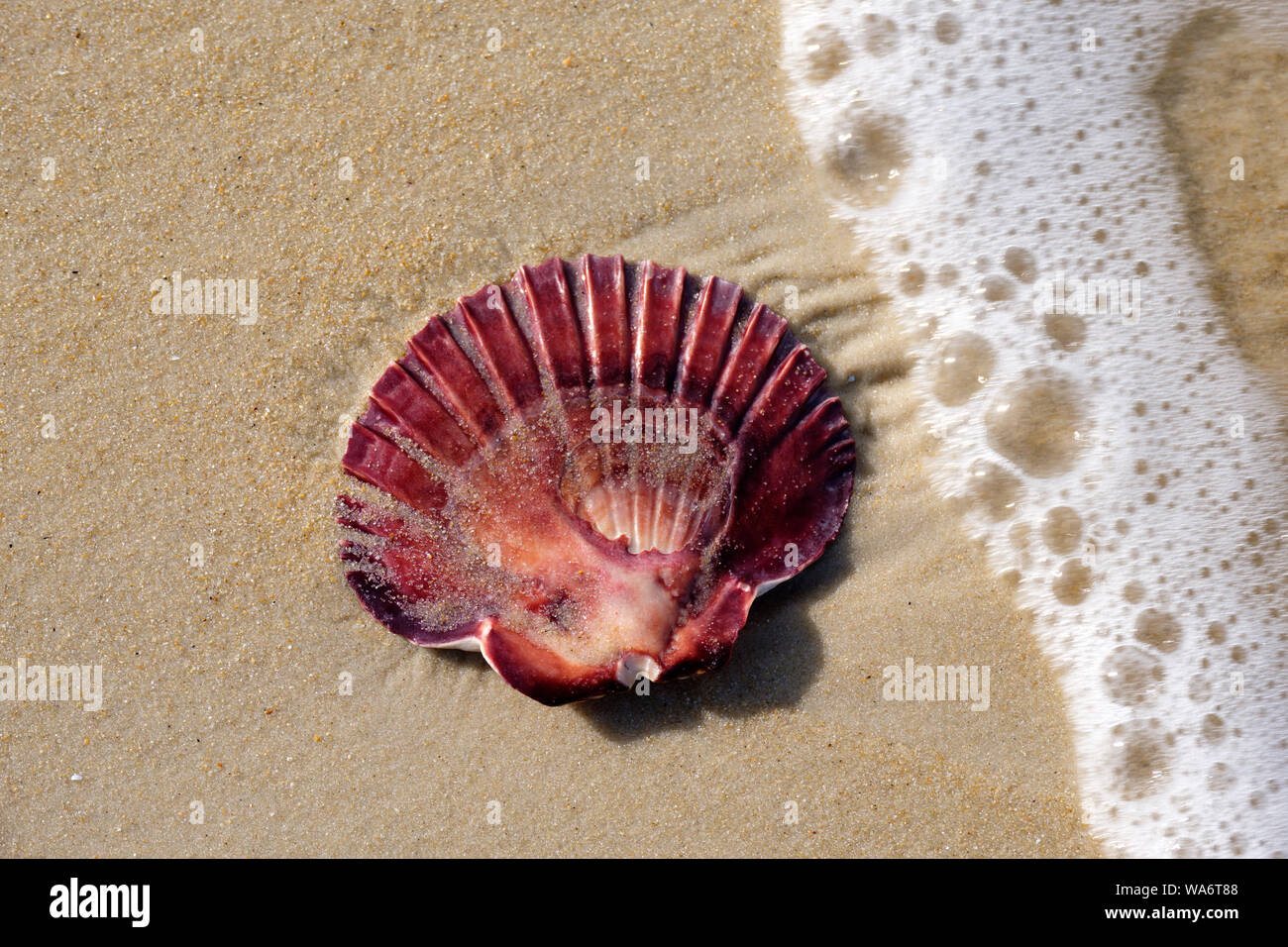 Wunderschöne Muschel auf beige Sandstrand durch eine schaumige Wellen, Freycinet National Park, Tasmanien Australien ergriff Stockfoto