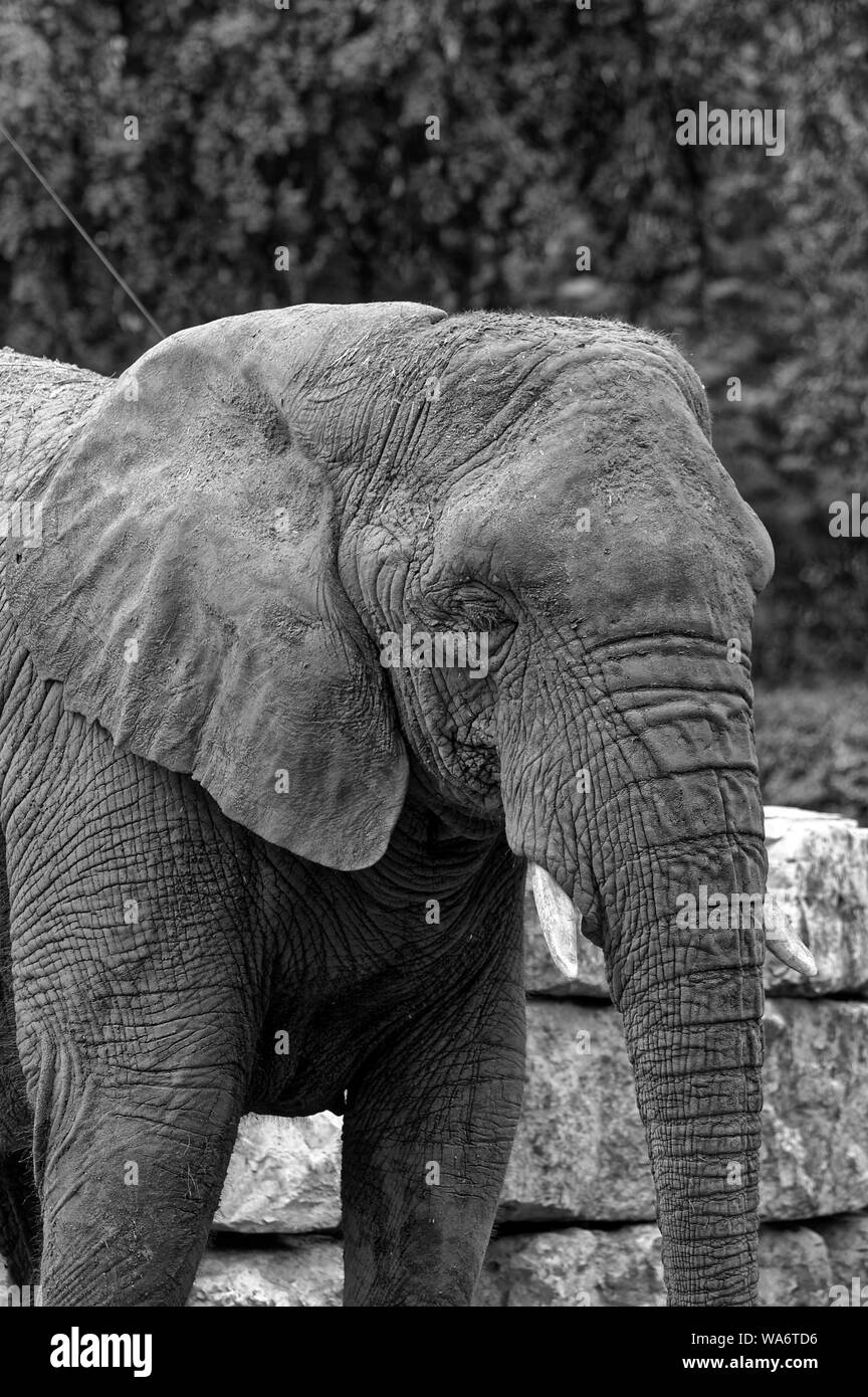 Foto Afrikanischer Elefant Stockfoto