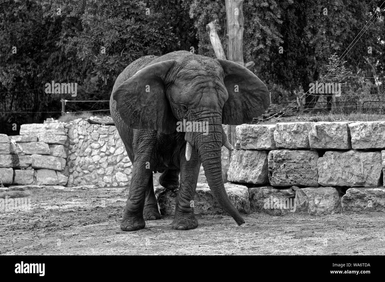 Foto Afrikanischer Elefant Stockfoto