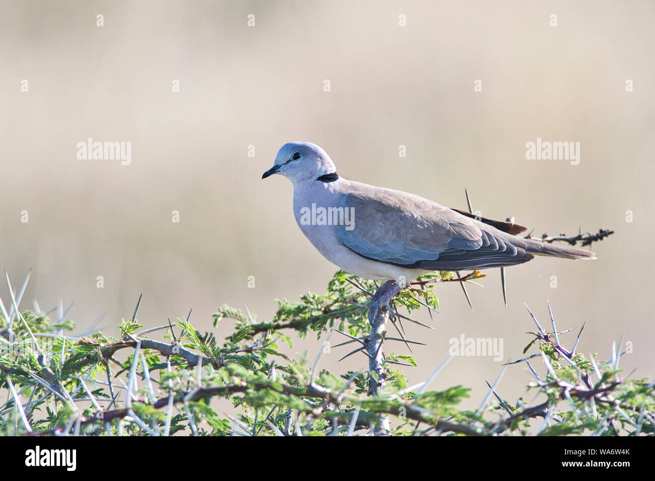 Afrikanische ring-necked dove (Streptopelia capicola), auch bekannt als das Kap turtle Dove Stockfoto