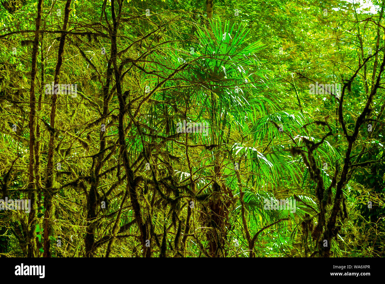 Hintergrund - Subtropische Wälder, Eibe, Buchsbaum Hain mit moosbewachsenen Baumstämmen Stockfoto