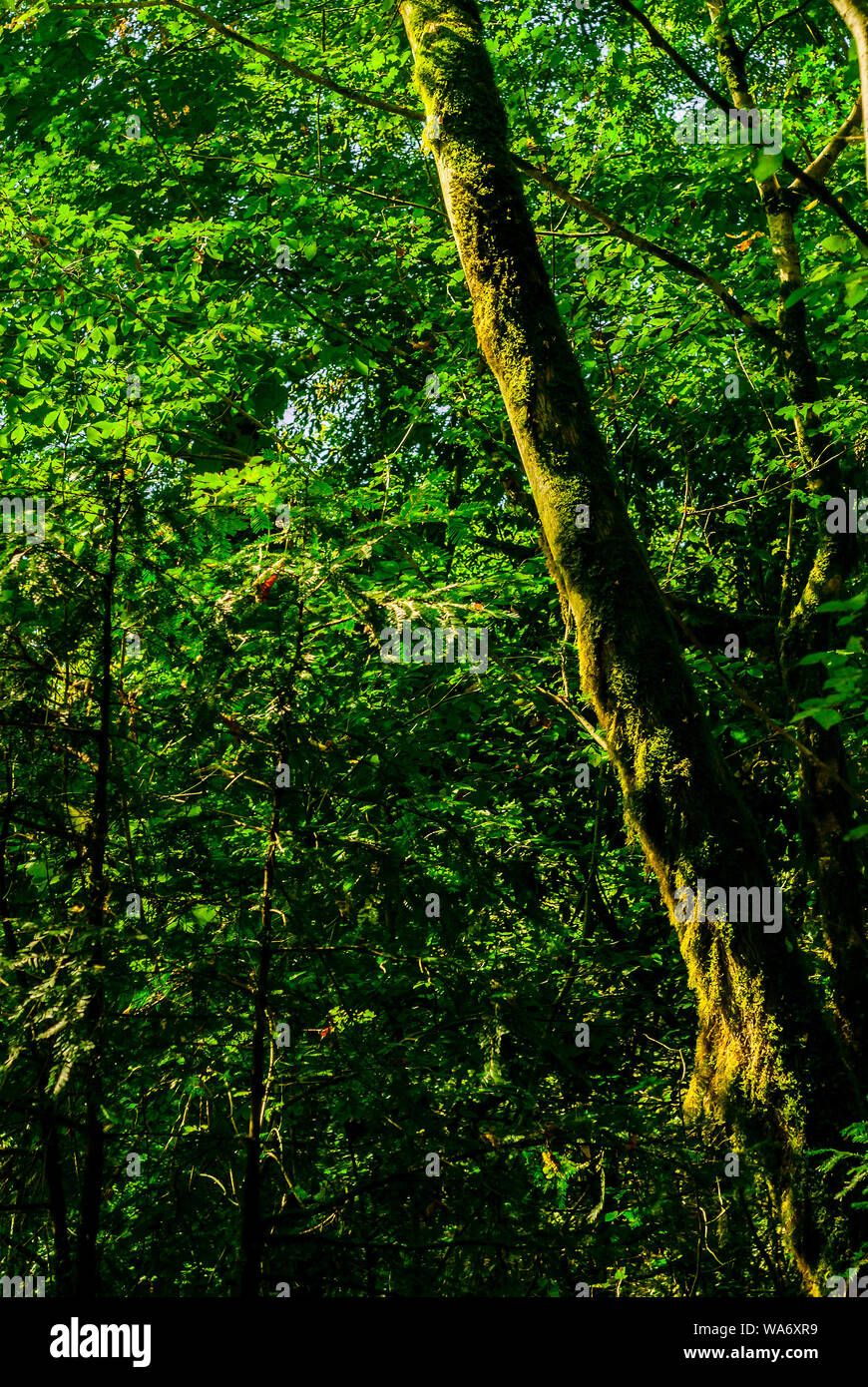 Hintergrund - Subtropische Wälder, Eibe, Buchsbaum Hain mit moosbewachsenen Baumstämmen Stockfoto