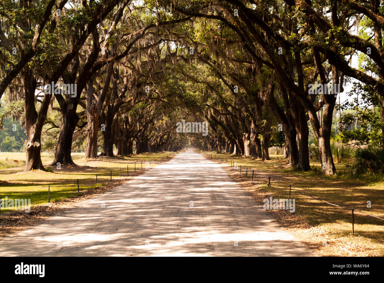 Die malerische Straße, die von mehr als vierhundert lebenden Eichen gesäumt ist, die über der Oak Avenue hängen, führt direkt zur historischen Stätte und Plantage von Wormsloe Stockfoto