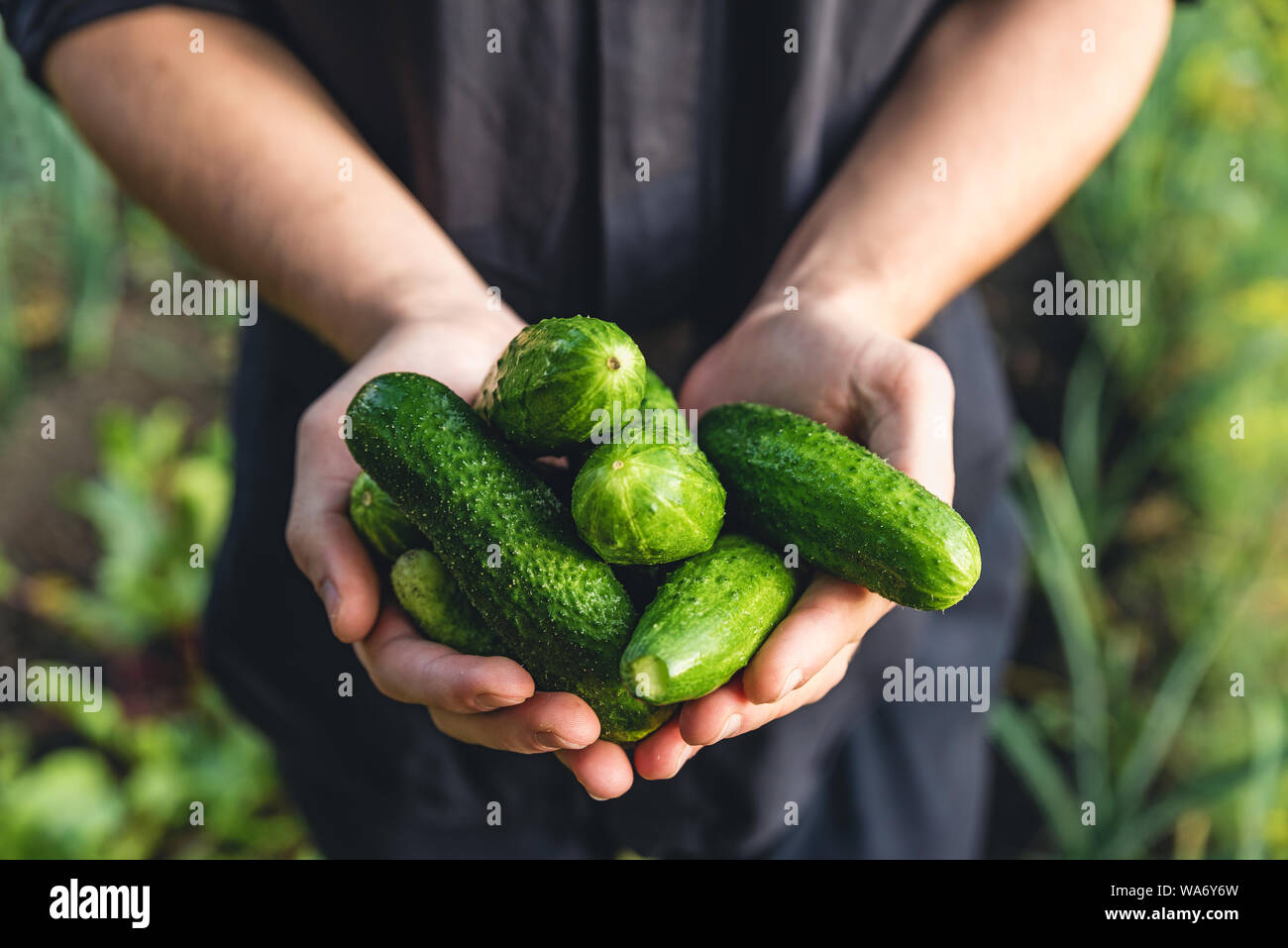 Organische frisch geerntete Gemüse. Bauern Hände halten frische Gurken im Garten. Nach oben Schließen Stockfoto