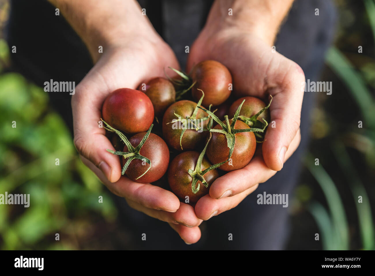 Organische frisch geerntete Gemüse. Bauern Hände halten frische Tomaten Kirschbaum im Garten. Nach oben Schließen Stockfoto