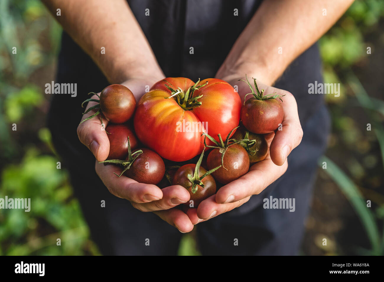 Bio Gemüse. Gesundes Essen. Frische organische Tomaten und Tomaten cherry in Landwirte Händen. Nach oben Schließen Stockfoto