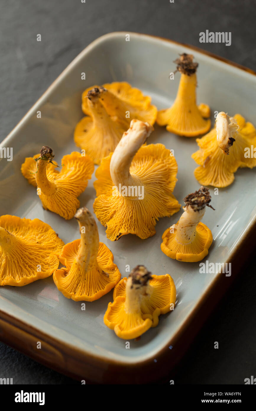 Pfifferlinge, Cantharellus Cibarius, auch als die "Goldene chanterelle bekannt. Pfifferlinge sind beliebt als essbare Pilze und weithin von Foragers gesucht. Stockfoto