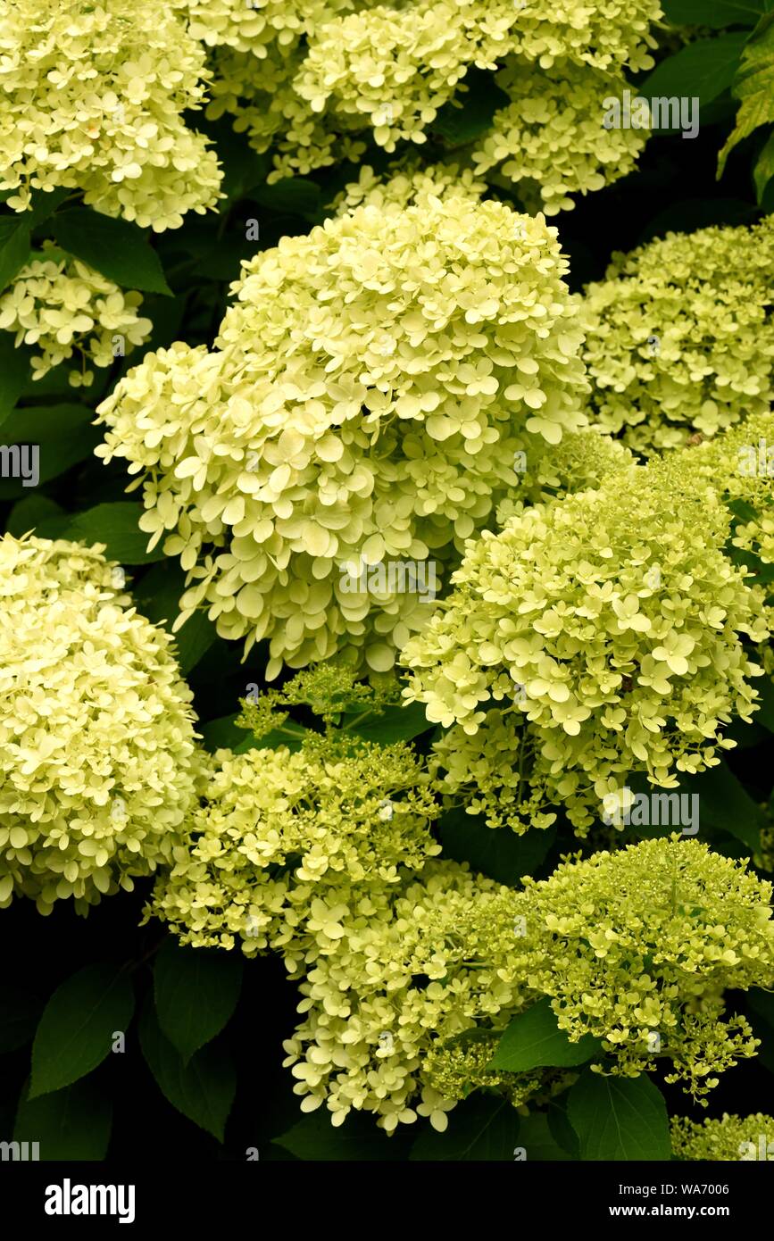 Hydrangea paniculata Limelight. Stockfoto