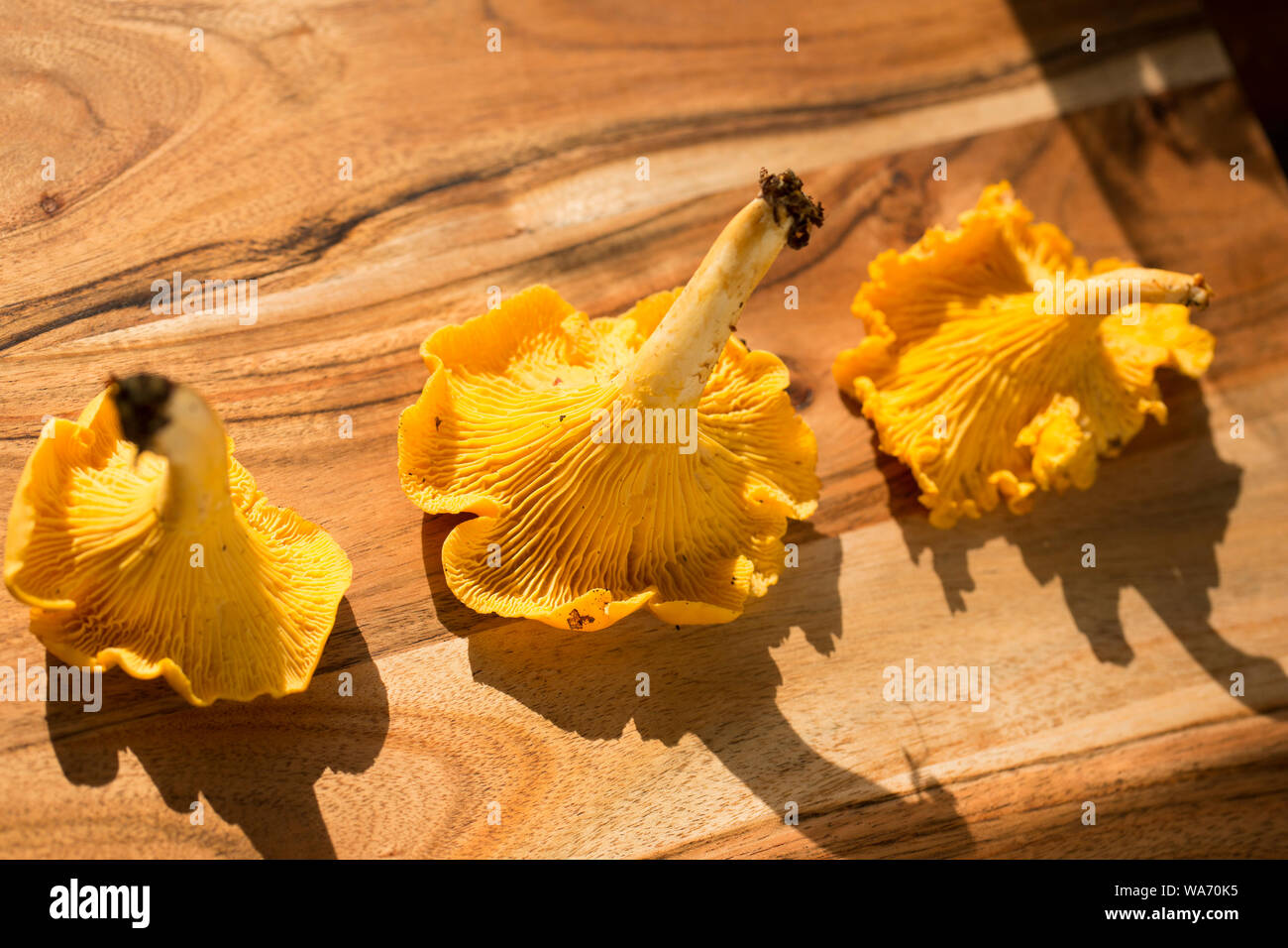 Pfifferlinge, Cantharellus Cibarius, auch als die "Goldene chanterelle bekannt. Pfifferlinge sind beliebt als essbare Pilze und weithin von Foragers gesucht. Stockfoto