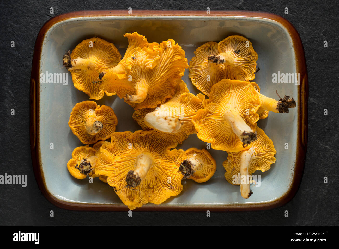 Pfifferlinge, Cantharellus Cibarius, auch als die "Goldene chanterelle bekannt. Pfifferlinge sind beliebt als essbare Pilze und weithin von Foragers gesucht. Stockfoto