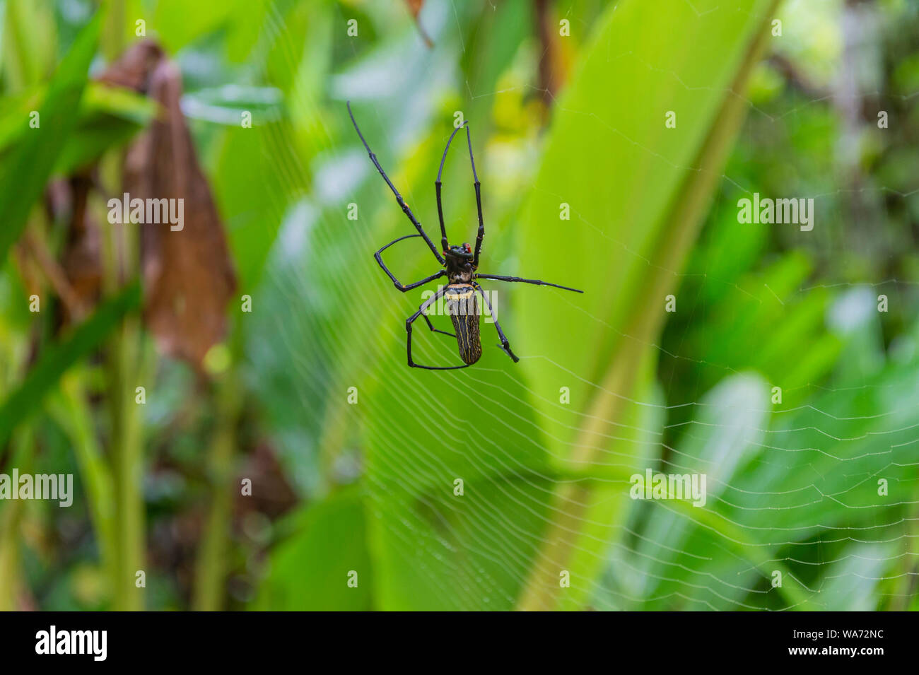 Große Nephila Orb Spider auf Web Stockfoto