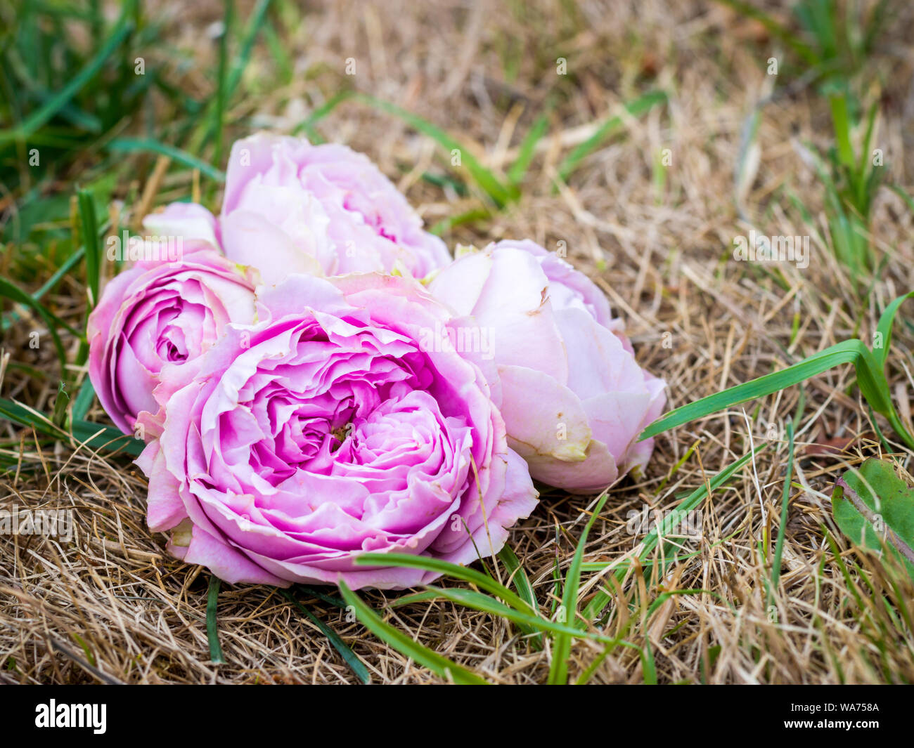 Einige schöne rosa Pfingstrose Rosenblüten auf dem Gras Stockfoto