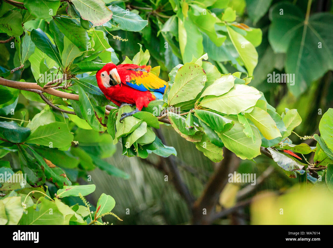 Hellrote ara Papagei auf einem Baum im Corcovado Nationalpark in Costa Rica Stockfoto
