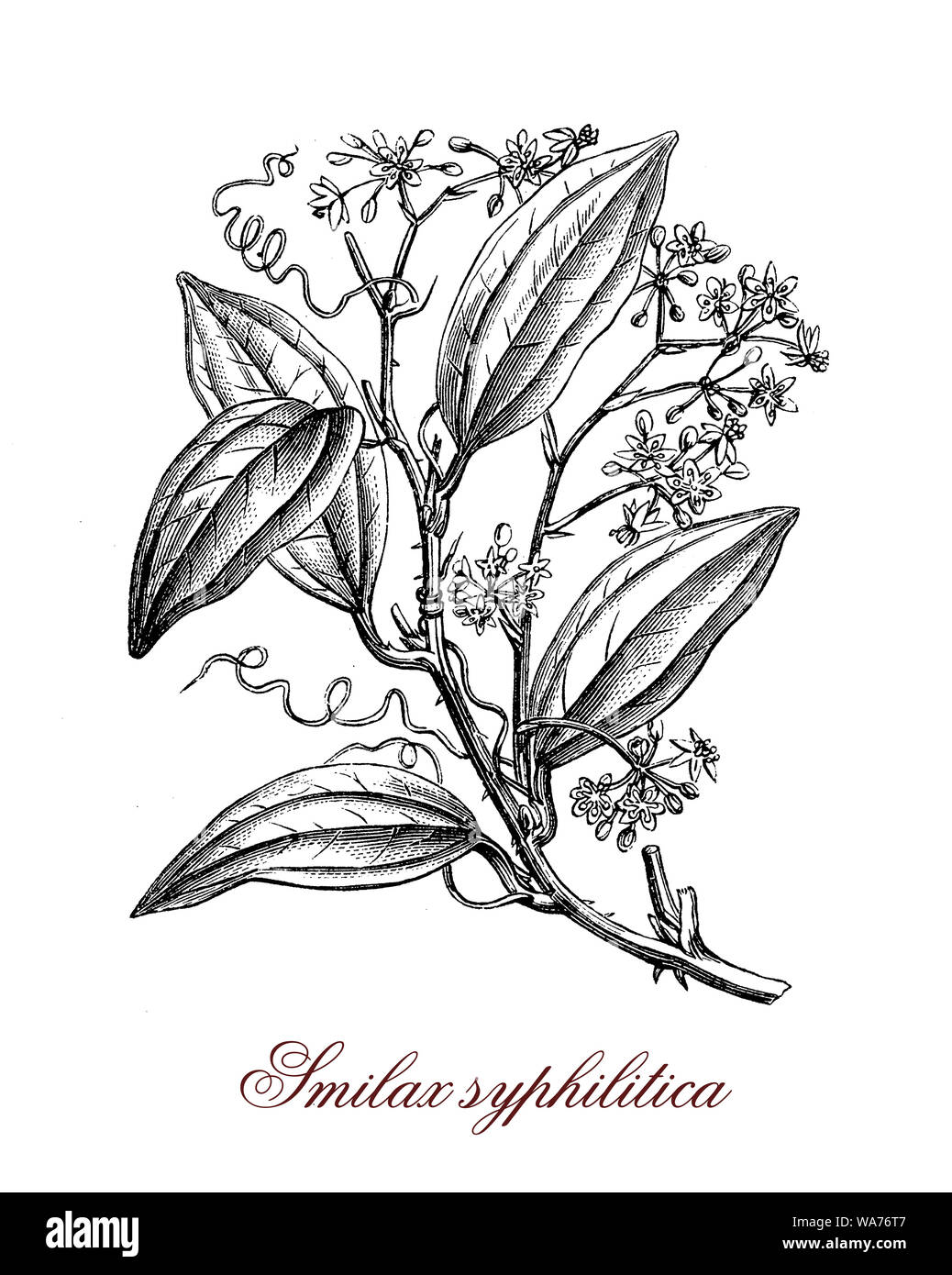 Smilax klettern blühende Pflanzen der tropischen Regionen mit Dornen und herzförmige Blätter. Essbar, in der traditionellen Medizin und von den Wurzeln für die sarsaparille Trinken verwendet Stockfoto