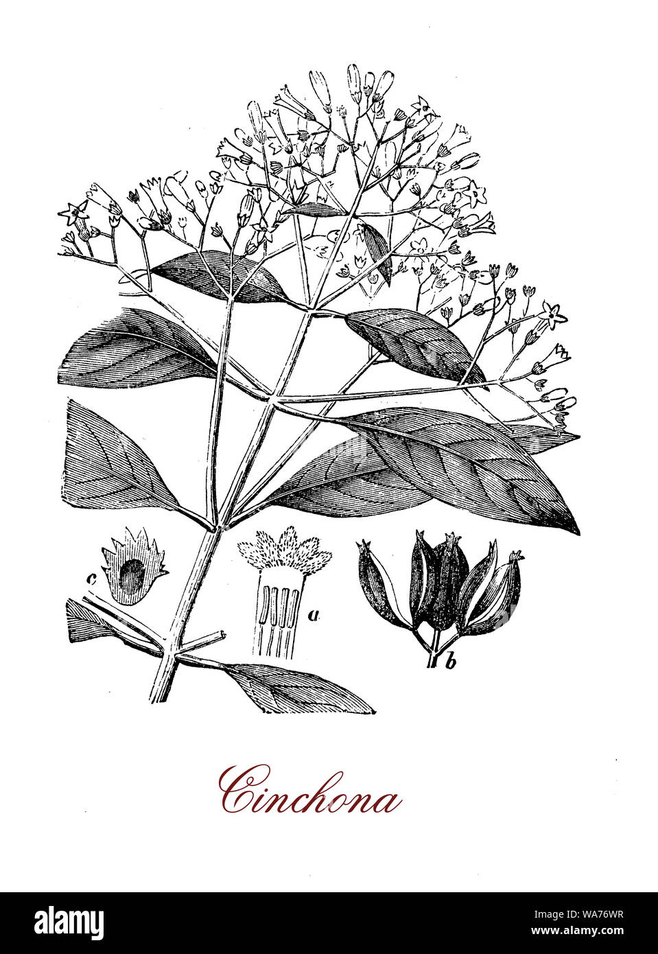 Chincona Heilpflanze Quelle für Chinin native die Andengemeinschaft im Wald, hat gegenüber lanzettförmige Blätter, die Blüten sind klein und die Frucht ist eine Kapsel mit Samen. Stockfoto