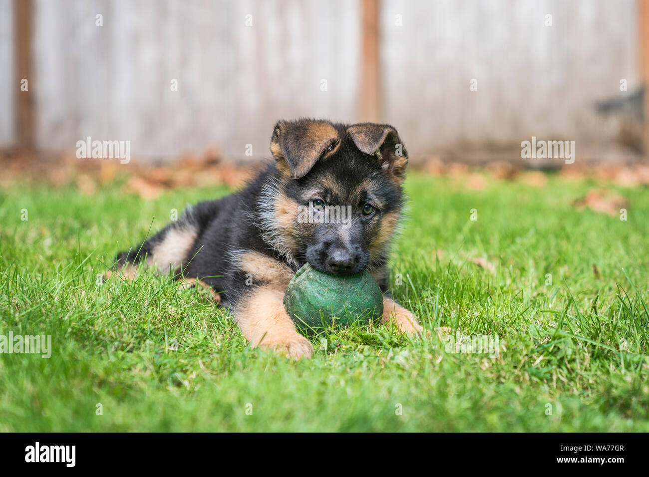 Junge Deutsche Schäferhund Welpe mit einem großen grünen Ball in seinen Mund, während, die auf dem Gras an einem sonnigen Tag. Stockfoto