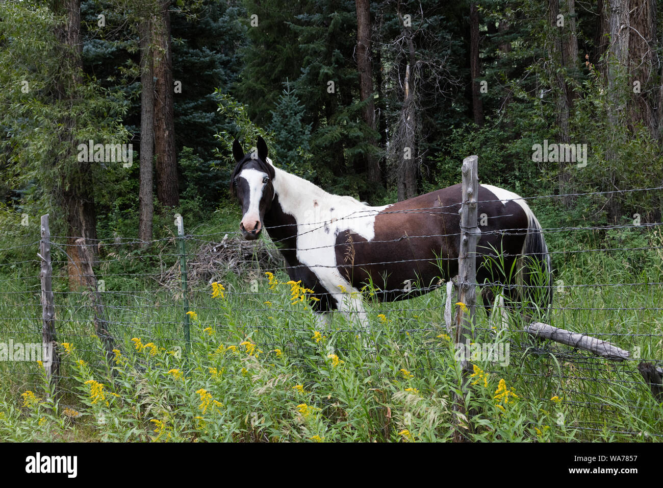 Ein stattliches Pferd in den Wäldern vor winzigen Redstone, sobald eine Firma Stadt in Colorado's Crystal River Valley, wo Arbeitnehmer Koks die einsame Stahlwerk westlich des Mississippi Flusses zu Feuer produziert, in fernen Pueblo, Colorado Stockfoto