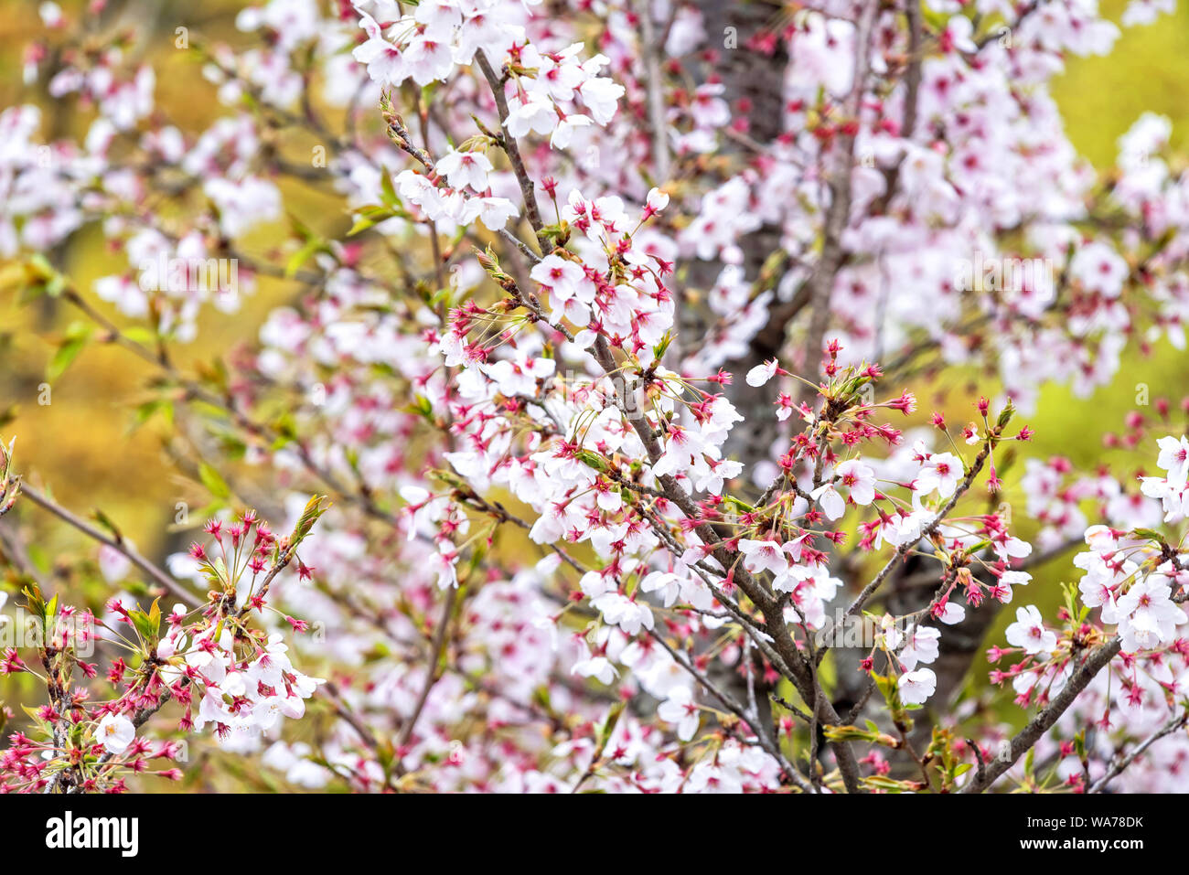 Rosa Blütenblätter fallen einer Kirsche Blüte Baum in Japan Stockfoto