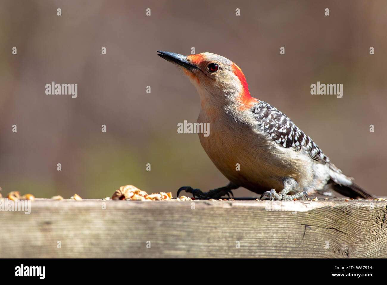 Red bellied Woodpecker Vögel der Welt Essen Erdnüsse, die aus einer Zuführung Platte Stockfoto