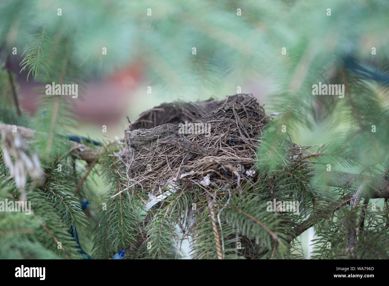 Abgebrochene Robin's Nest in einem Laubwald Pine Tree auf einem späten Herbst am Nachmittag Stockfoto