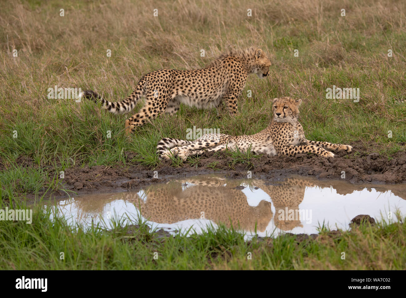 Der Gepard spiegelt sich im Wasserloch wider, während ein zweiter Gepard im Hintergrund im Masai Mara, Kenia, spaziert Stockfoto