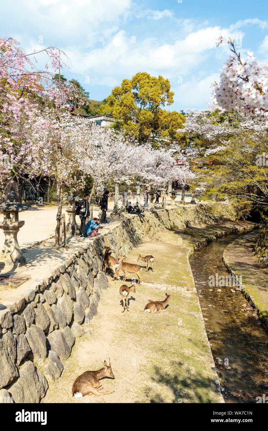 Japan, Insel Miyajima. Kleinen Bach entlang der Straße laufen, bei der die Zeile der blühenden Kirschblüten. Rotwild durch den Fluss, von Touristen beobachtete am Bahndamm, Stockfoto