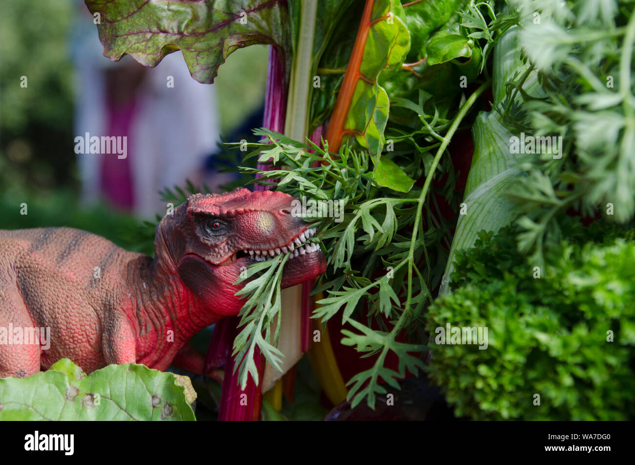Tyranosauras rex Fotos und Bildmaterial in hoher Auflösung Alamy