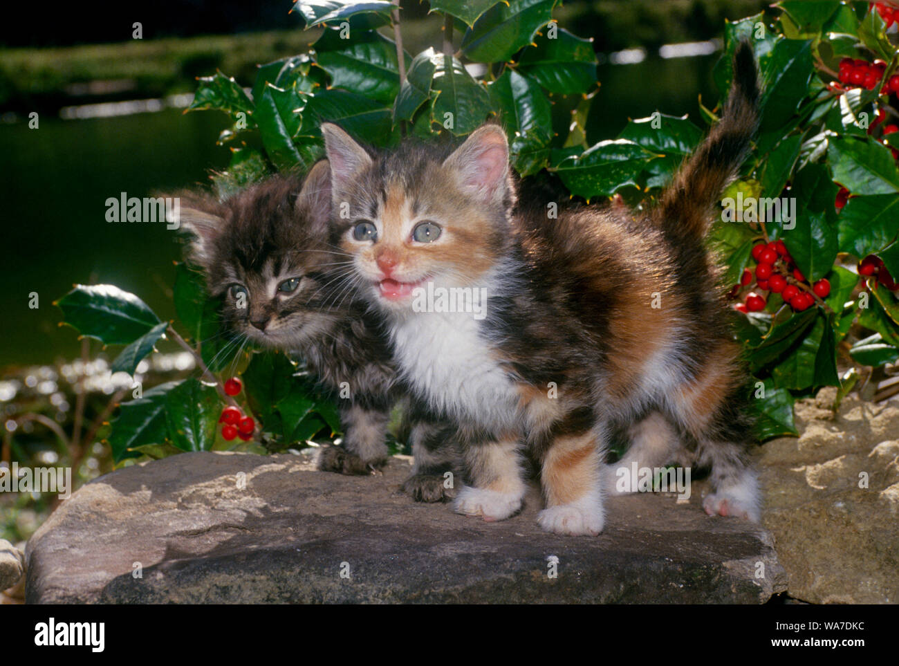 Zwei bezaubernde blauäugige tabby Kitten in einem Garten stand neben holly bush mit roten Beeren, verspielt, Midwest USA Stockfoto