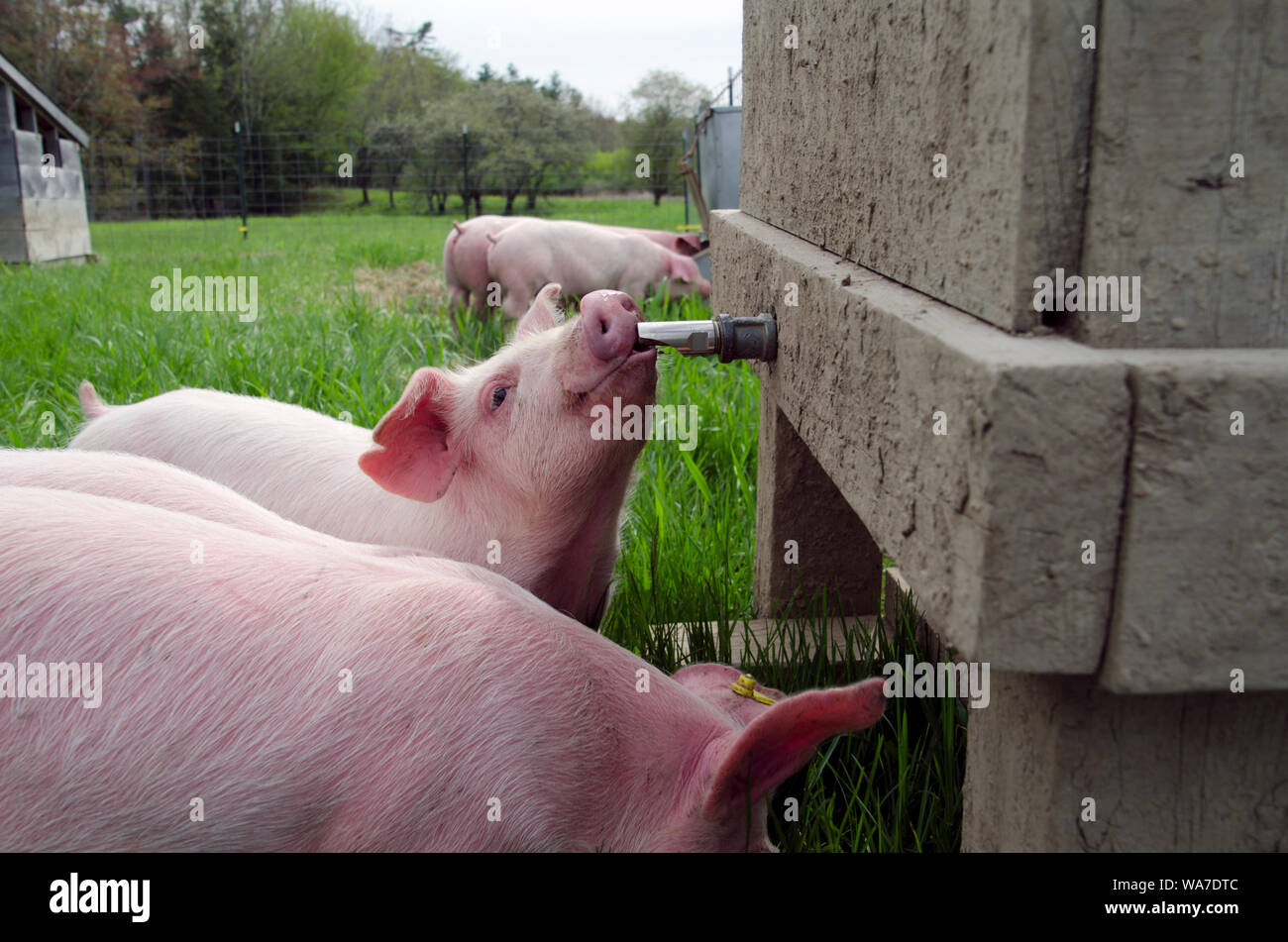 Rosa Ferkel trinken aus Gießen Auswurfkrümmer in Green Meadow Farm, Yarmouth, Maine, USA Stockfoto